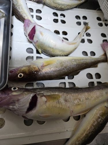 コマイの釣果