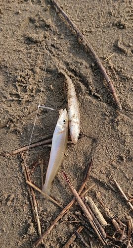 シロギスの釣果