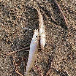 シロギス