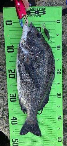 チヌの釣果