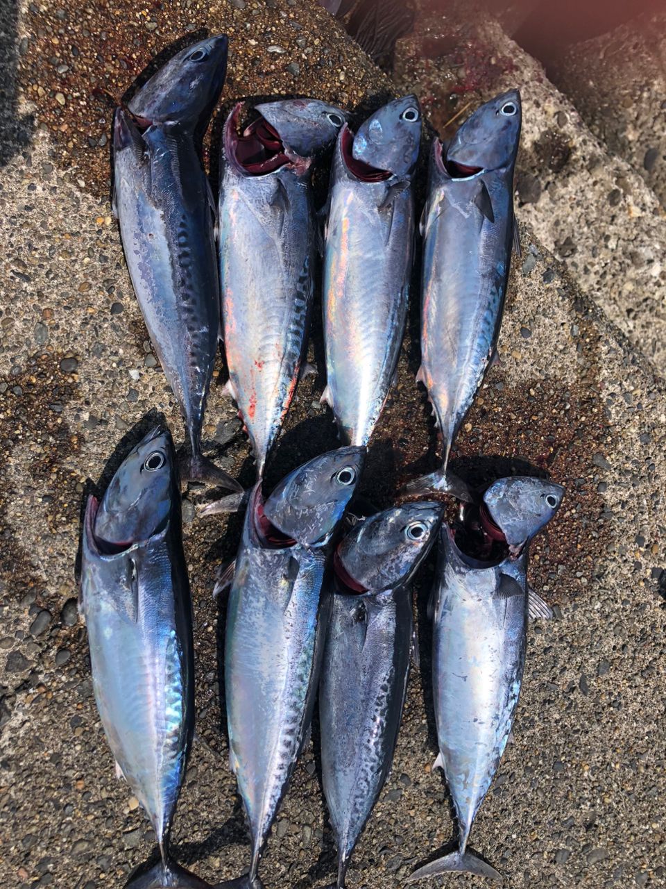 ★☆【ダイワ】 21ラブラックス AGS 93M・N DAIWA LABRAX シーバス ヒラメ イナダ マゴチ K_190★☆v33257 Amazon | ダイワ(DAIWA) ロッド 21 ラブラックス AGS 86ML