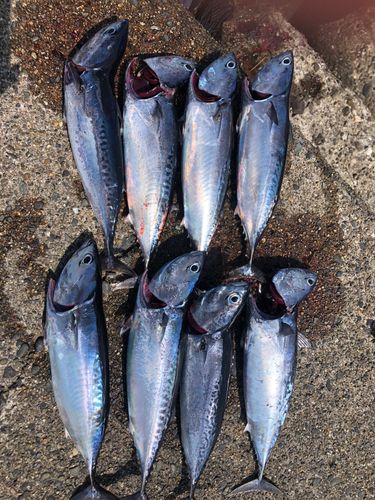 ソウダガツオの釣果