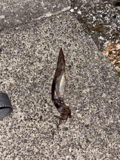 イカの釣果