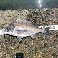 クロダイの釣果