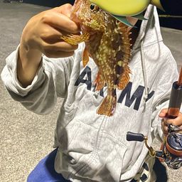 カサゴ