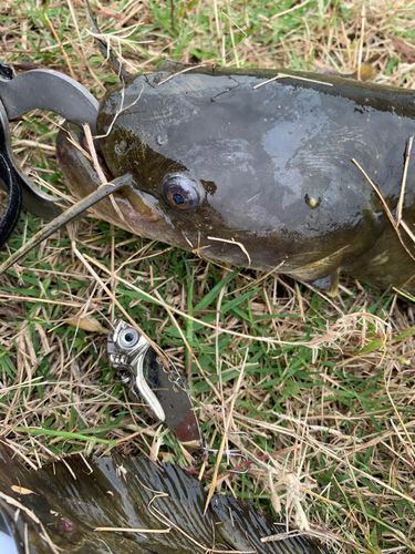 ナマズの釣果