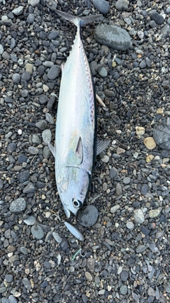 ソウダガツオの釣果