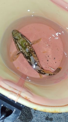 タケノコメバルの釣果