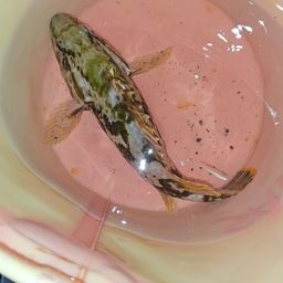 タケノコメバル