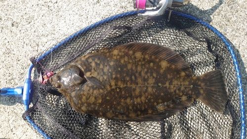クロガシラガレイの釣果