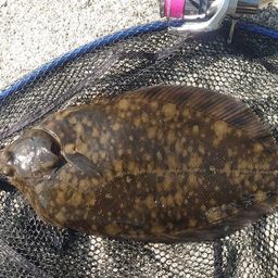 クロガシラガレイ