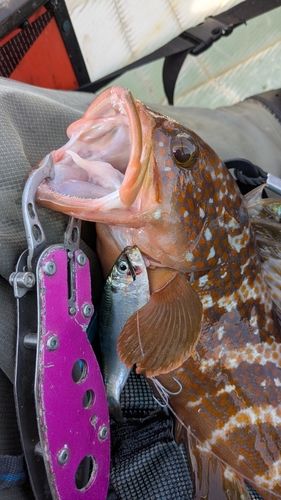 キジハタの釣果