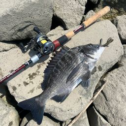クロダイ