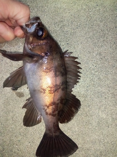メバルの釣果