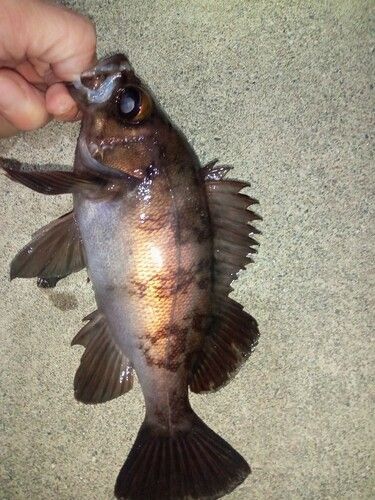 メバルの釣果