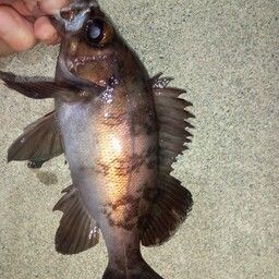 メバル