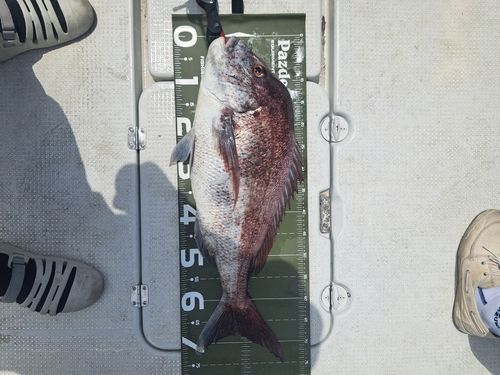 マダイの釣果