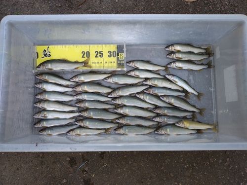 アユの釣果