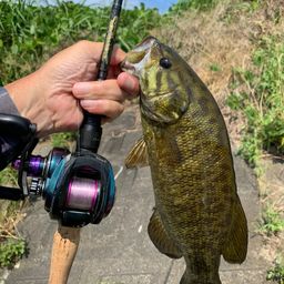 スモールマウスバス