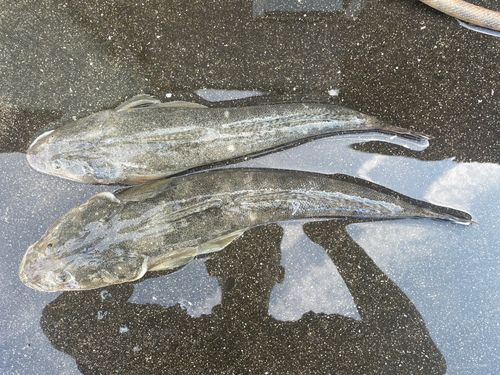 マゴチの釣果