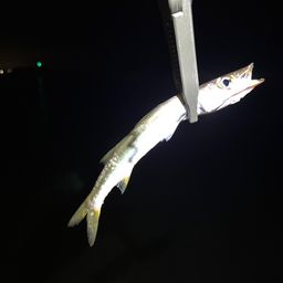 カマス