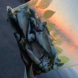 アジ