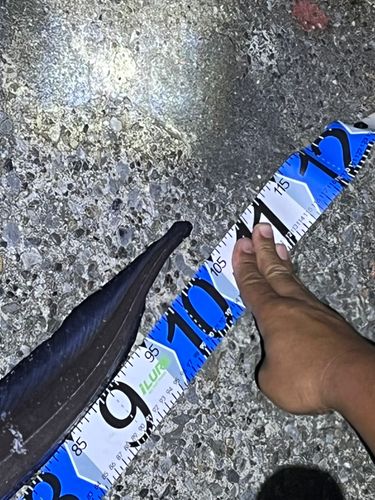 アナゴの釣果