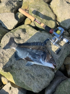 クロダイの釣果