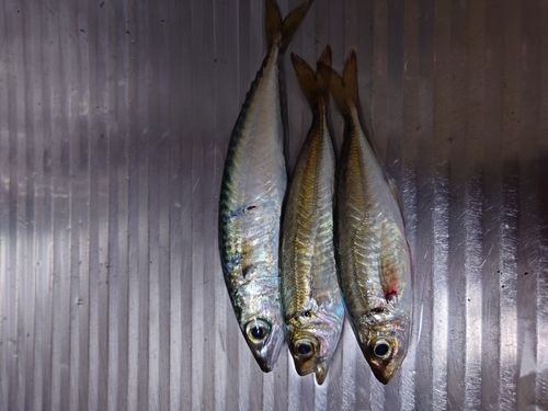 サバの釣果