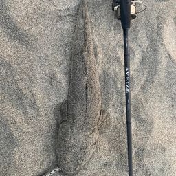 マゴチ