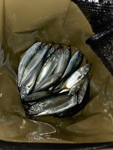 サバの釣果