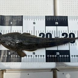 マゴチ