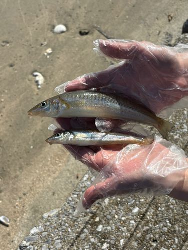 キスの釣果