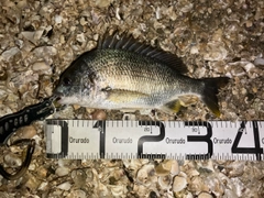 キビレの釣果