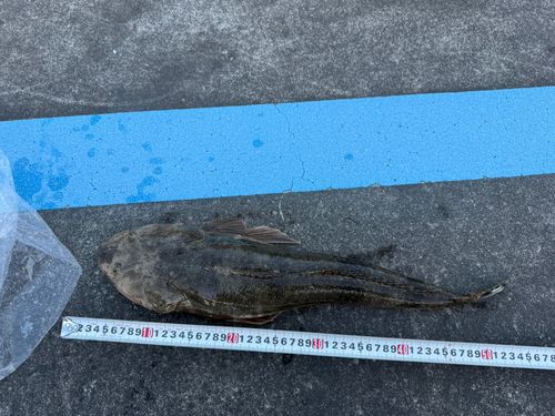 マゴチの釣果
