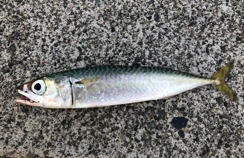 サバの釣果