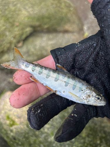 アマゴの釣果