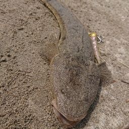 マゴチ