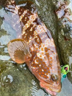 アコウの釣果
