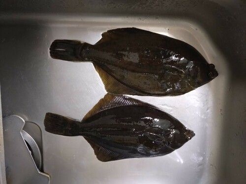 マコガレイの釣果