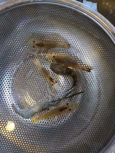 テナガエビの釣果