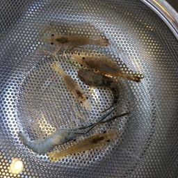 テナガエビ