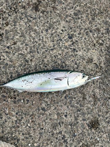 ソウダガツオの釣果