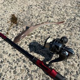 ハンマーヘッドシャーク