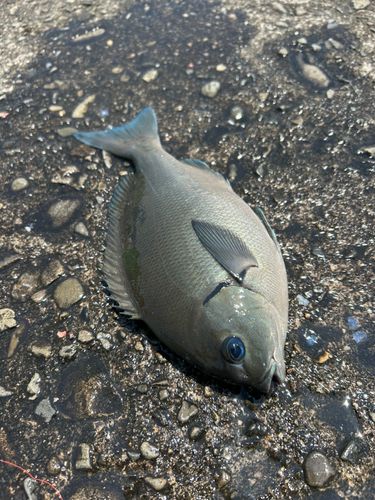 メジナの釣果