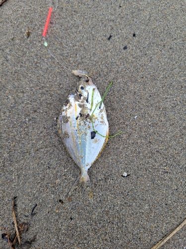 キスの釣果