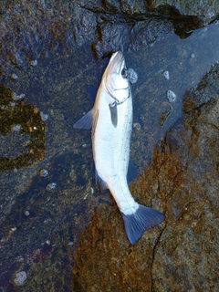 ヒラスズキの釣果