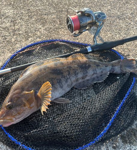 アイナメの釣果