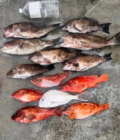 オオモンハタの釣果