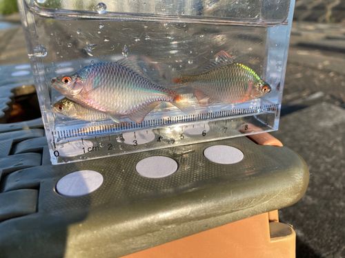 タイリクバラタナゴの釣果